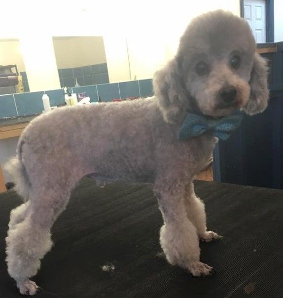 Dog Trimming Orpington, Kent