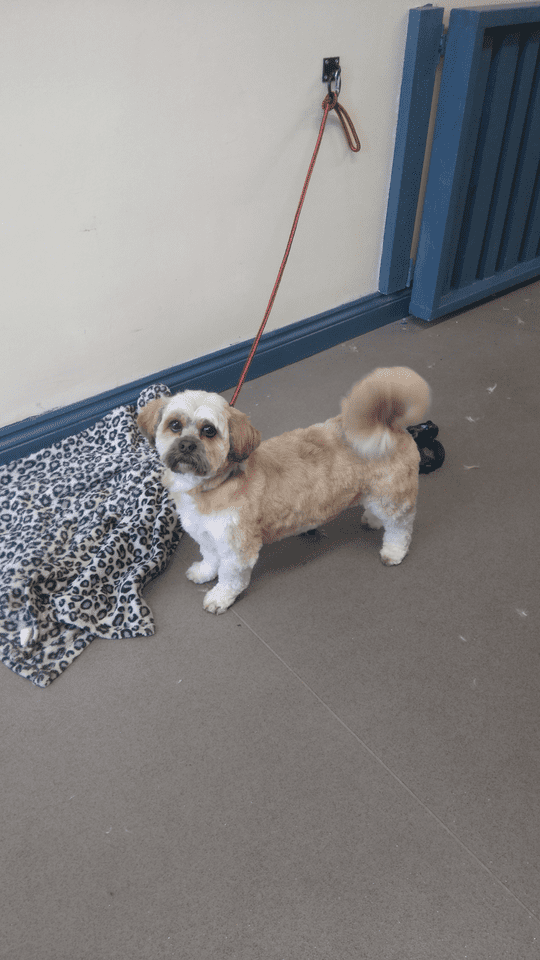 Gallery Dog groomers Grooming Salon, Pet Groomers Orpington, Kent